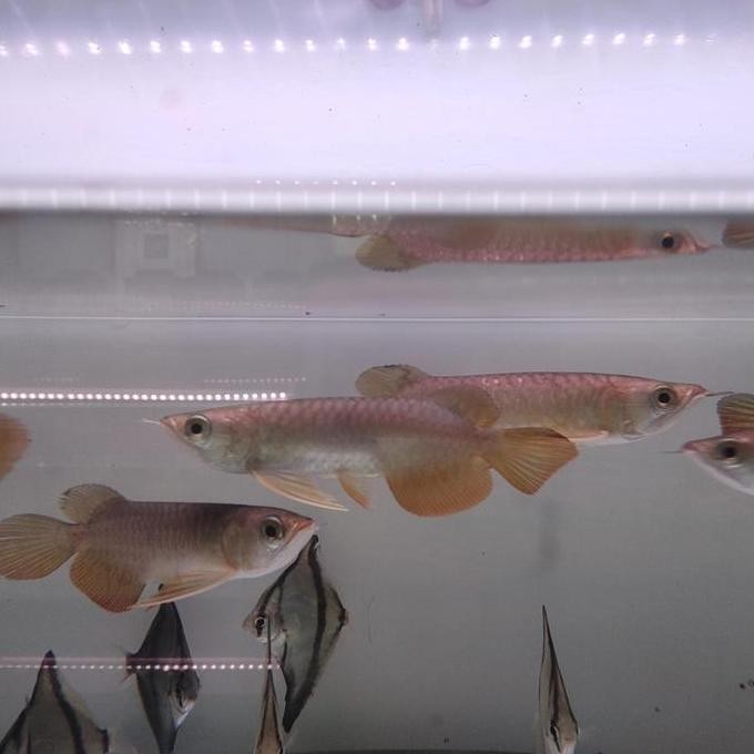 Terlaris Ikan Arwana Golden Red 15-16Cm