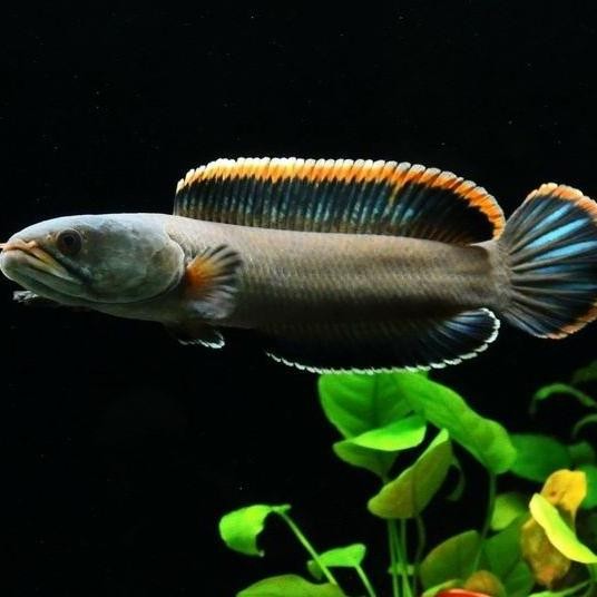 Terlaris Ikan Hias Ikan Channa Gachua Limbata Snakehead