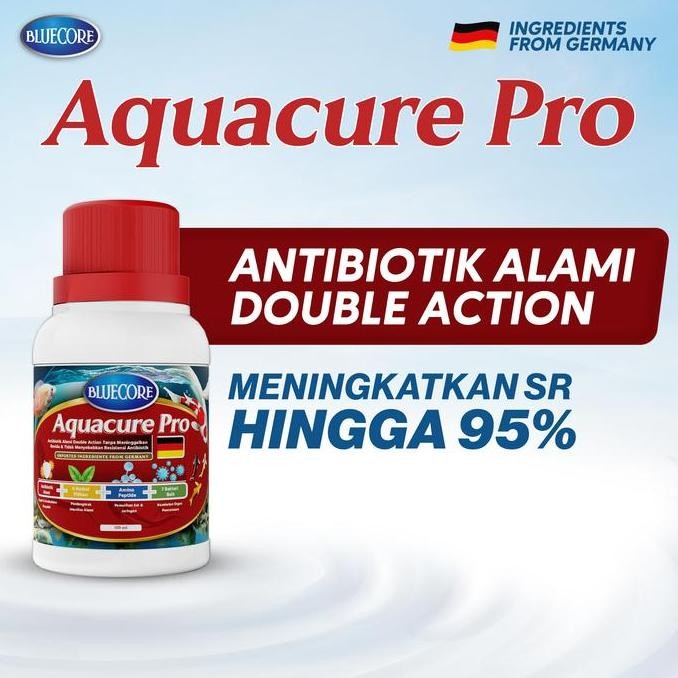 BLUECORE AQUACURE-PRO ANTIBIOTIK ALAMI IKAN DENGAN DOUBLE ACTION FORMULA (EXTRA HERBS) UNTUK MENYEMB