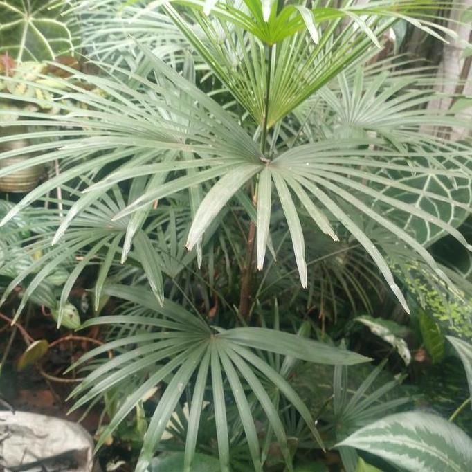 

Terlaris Palm Waregu China/Palm Regu Cina