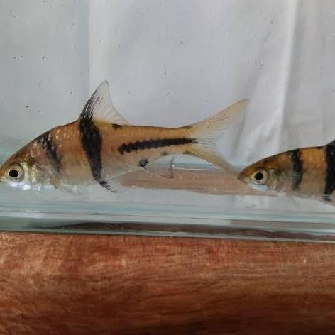 Terlaris Barbodes Lateristriga T Spanner Barb