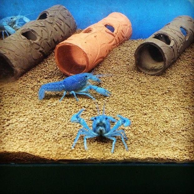 

LOBSTER BIRU SIZE 4,6CM+