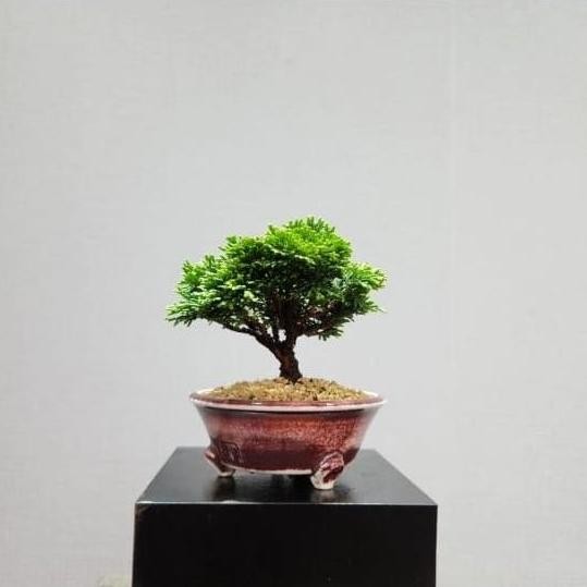 baru bonsai Cemara inoki Cypress hijau tanaman