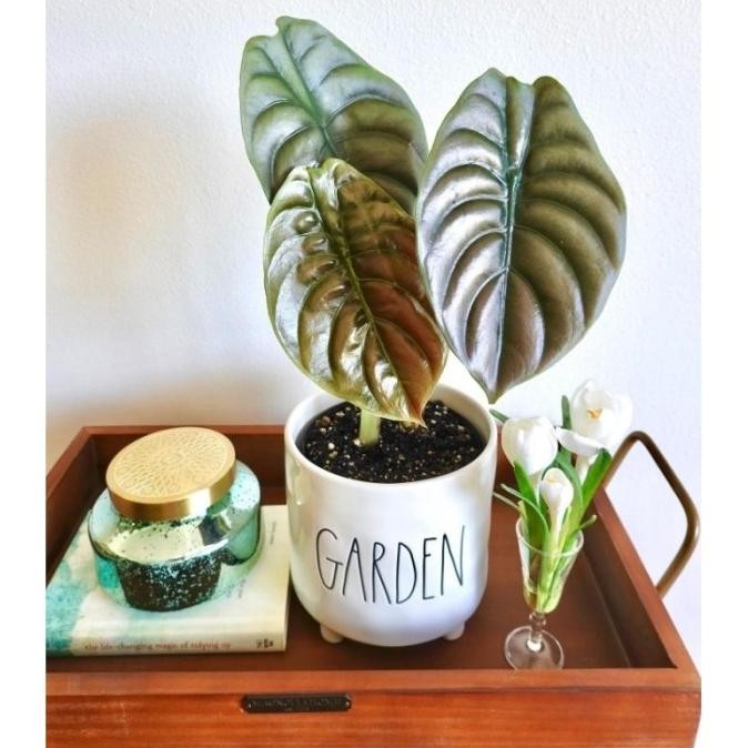 baru Alocasia cuprea hitam / keladi tengkorak ukuran anakan