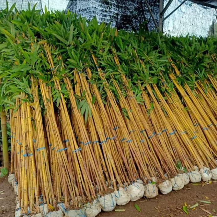 baru Promo Bambu Kuning harga GROSIR / pohon Bambu kuning / Bambu Pagar