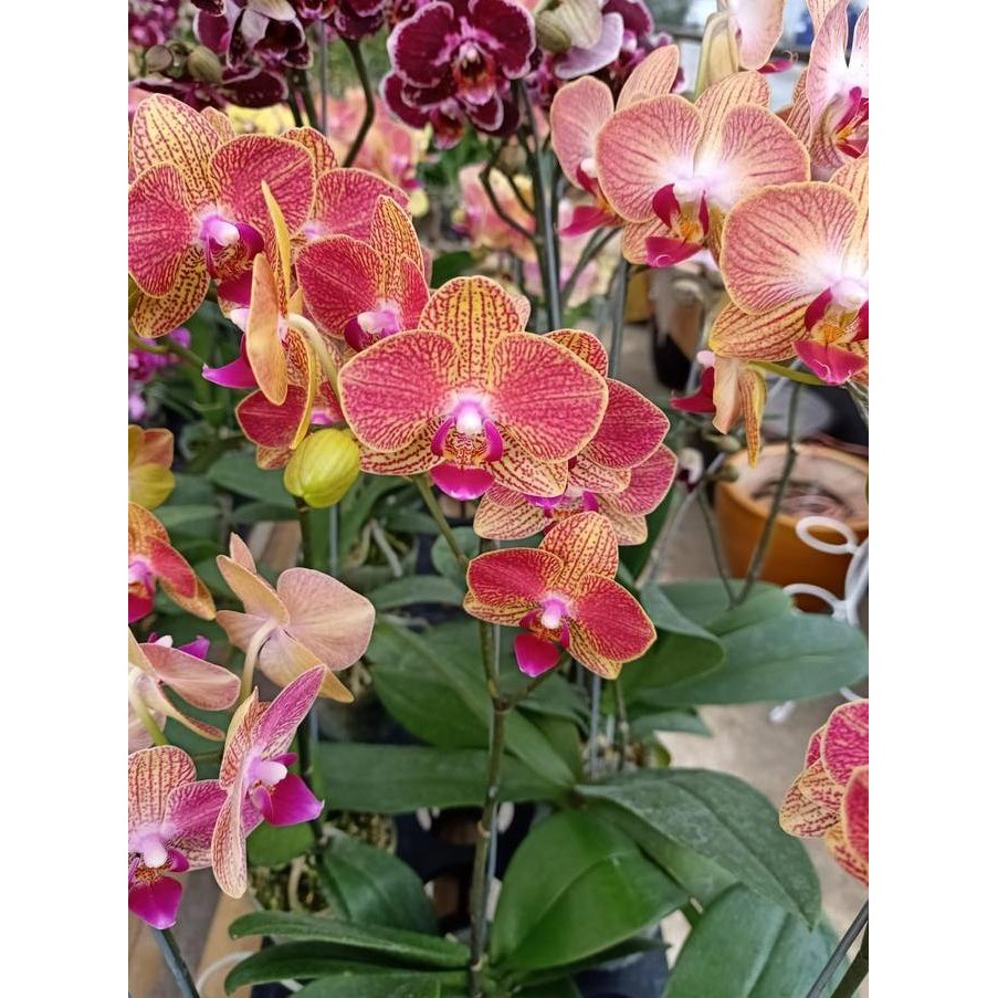 baru Anggrek Bulan mini sudah berbunga siap tanam