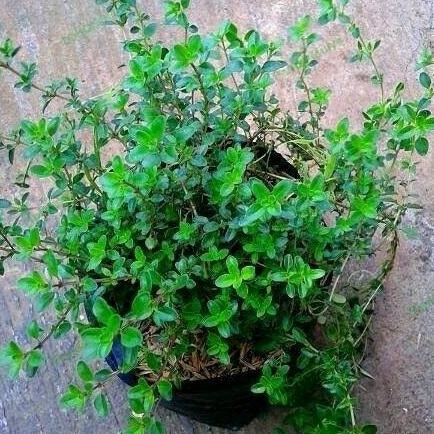 baru Tanaman Hias Thyme // Tanaman Herbal Thyme