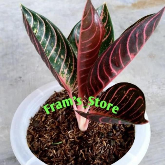 fresh anakan aglonema red sumatra daun 2-3 murah