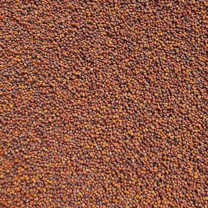

fresh Kacang PJ / Kacangan PJ (Pueraria Javanica) murah