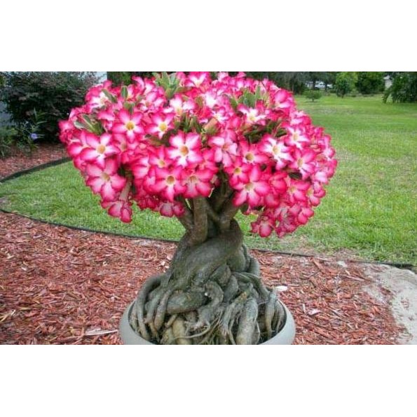 fresh Seeds/Benih/Biji Tanaman Hias Adenium OBESUM MIX (Lokal&Import) murah