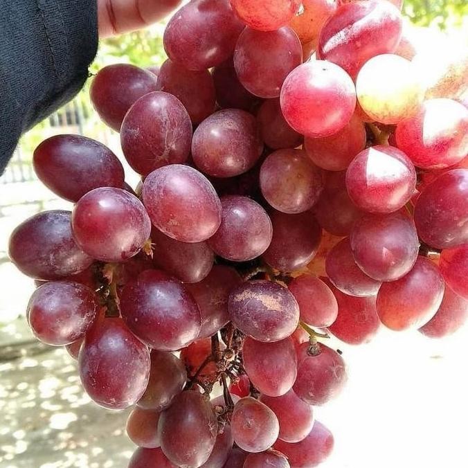 

fresh bibit tanaman buah anggur merah murah