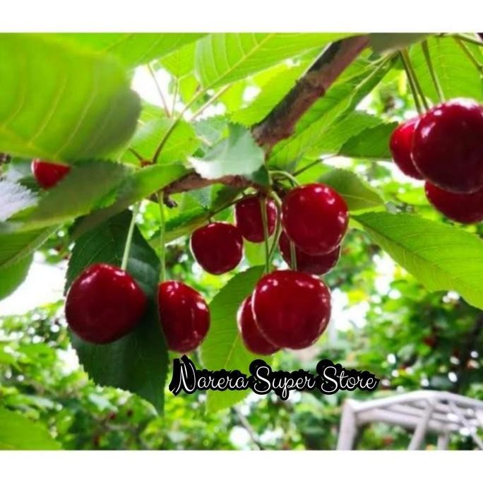 fresh Tanaman Bibit Pohon Buah Cherry Jepang Ceri Murah Ekonomis murah