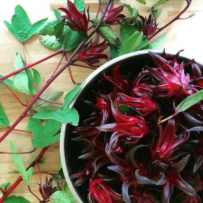 [Expert] 20 Biji - Benih Rosella MERAH dan Rosella UNGU, bunga lebat, mudah ditanam