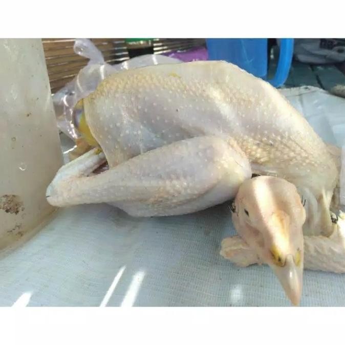 

(Expert) AYAM KAMPUNG MEDIUM 650-725 gr