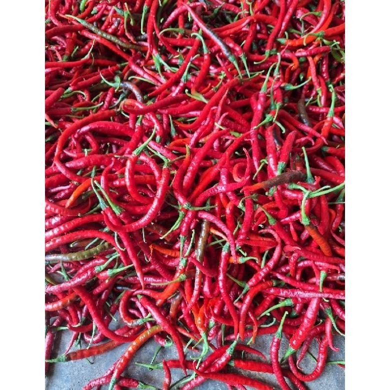 

Termurah Cabe / Cabai Merah Keriting 500 gr (DISKON buka pertama)