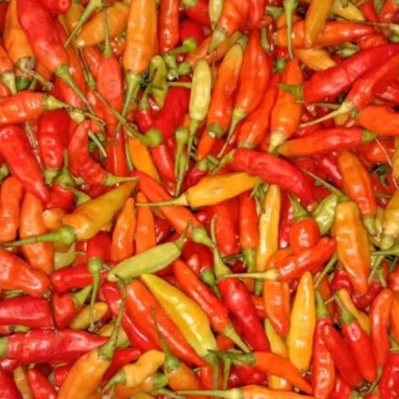 

Cabe Cabai Rawit Merah