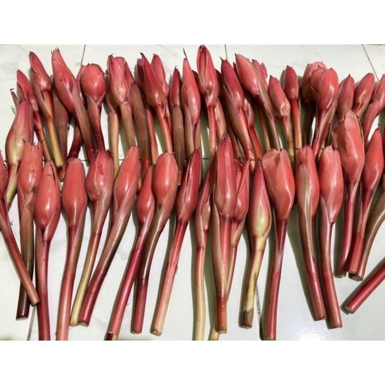 

Kecombrang merah honje segar kuncup free plastik wrapping