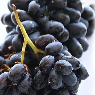 

Buah AnggurHitam Autumn Manis Seedless 500 Gram