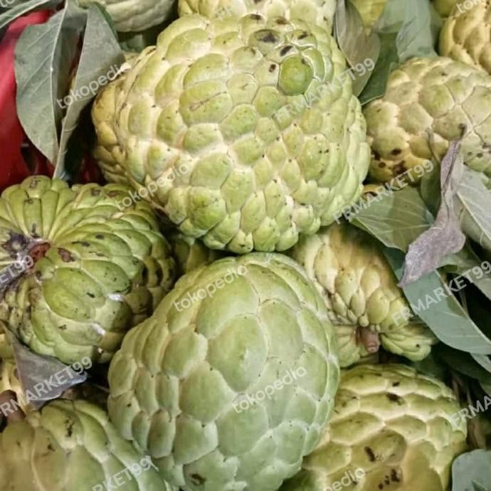 

OBRAL Srikaya jumbo bibit stralia | buah srikaya super | 1 ATZX