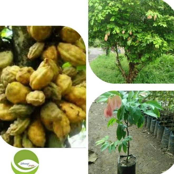 Bibit Tanaman Buah NamNam/Pohon Buah NamNam ATZ