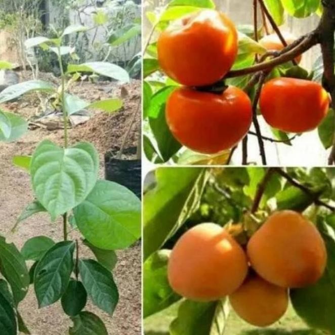 Bibit Tanaman Buah Kesemek Lokal Okulasi cepat berbuah ATZ