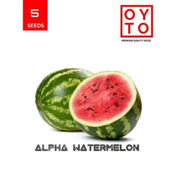 

SEMANGKA BIBIT BUAH TANAMAN F1 ATZ