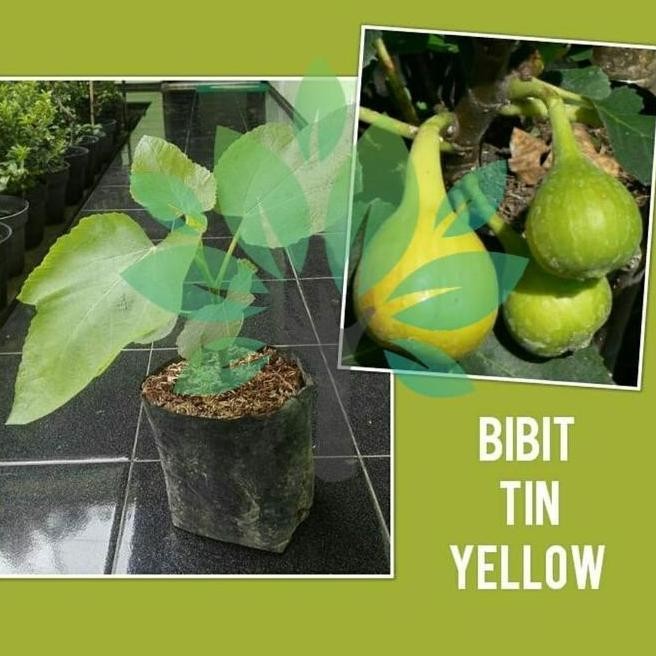 Bibit Tanaman Buah Tin Yellow-Bibit Buah Tin Kuning-Bibit Tin Super ATZ