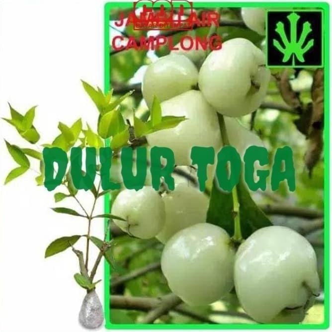 DAN Bibit Tanaman Buah Buahan jambu air segar ATZ
