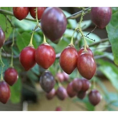 Bibit Tanaman Buah Terong Belanda 50cm ATZ