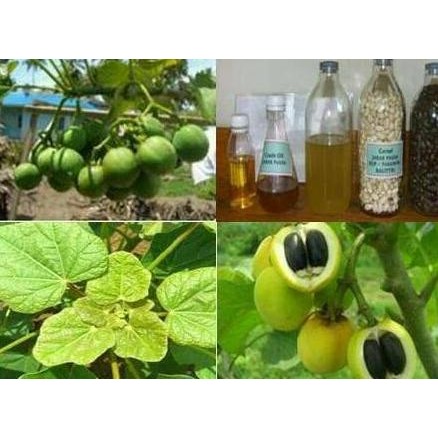 Bibit Biji Buah Tanaman Pohon Jarak Pagar Jatropha Curcas ATZ