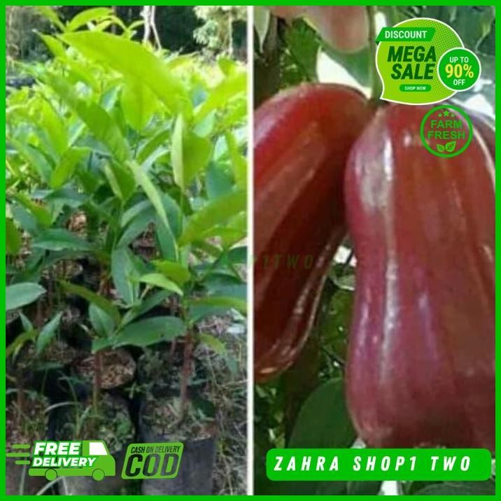 BIBIT JAMBU CITRA REKOMENDASI PRODUK PILIHAN 