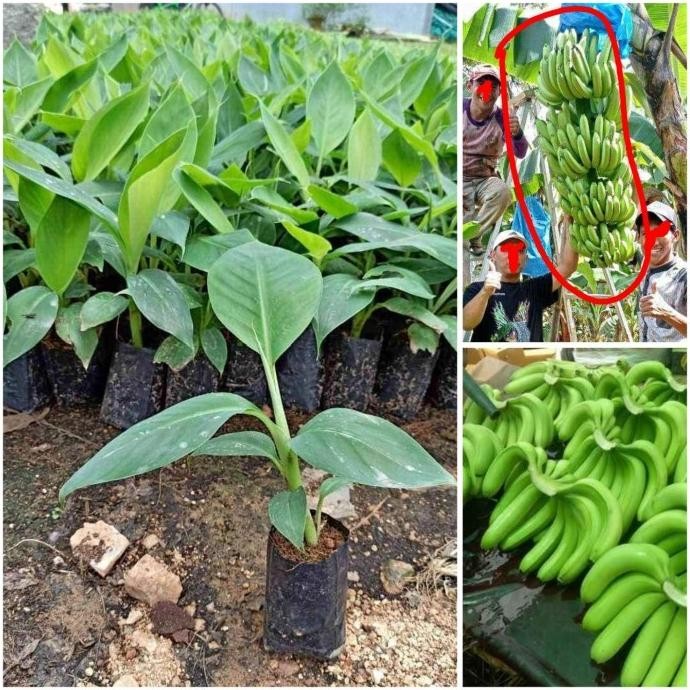 BIBIT BUAH PISANG CAVENDISH/ PISANG CAVENDISH/BIBIT PISANG MMZ