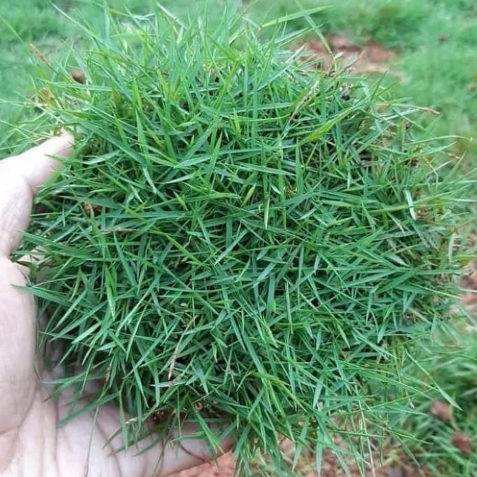 rumput Jepang 1 meter persegi