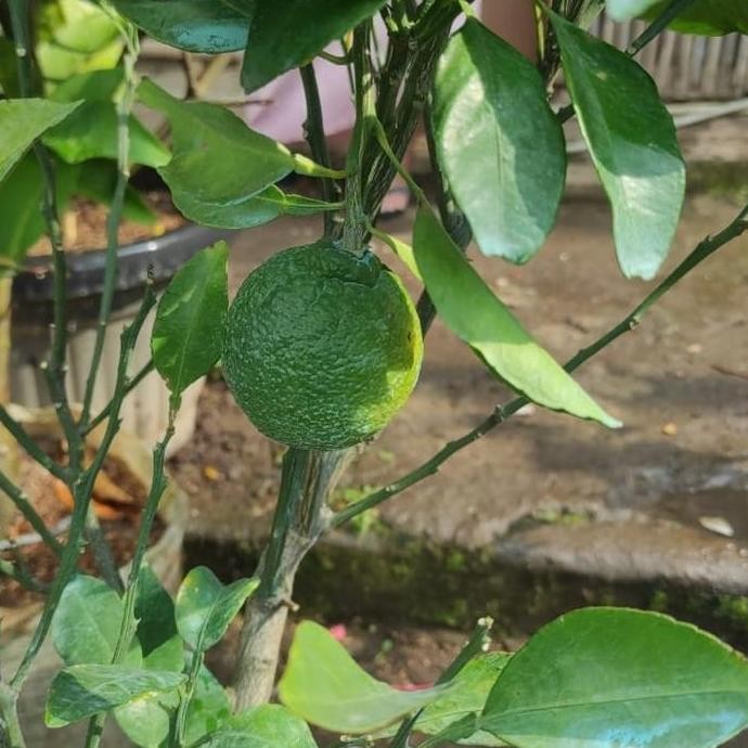 

fresh Tanaman Jeruk dekopon sudah berbuah