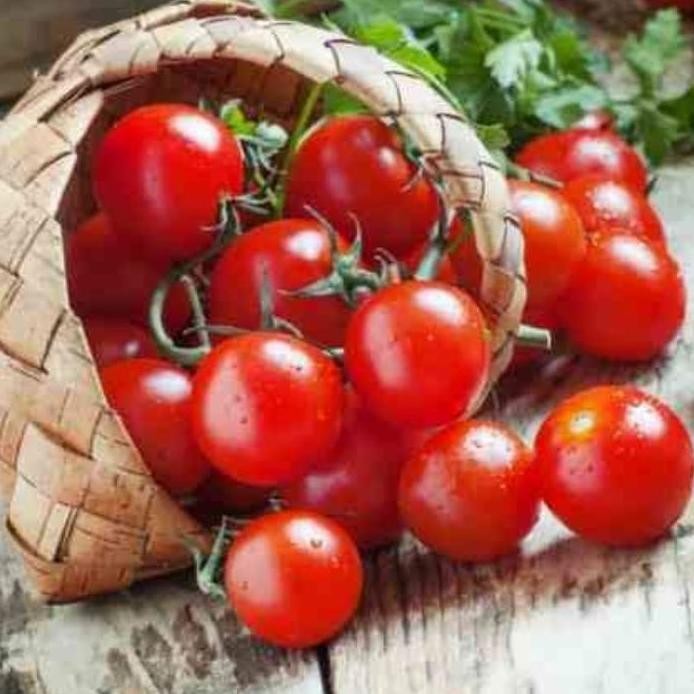 

fresh tomat cerry di jamin berbuah + pot