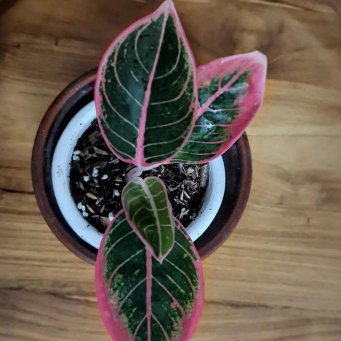 fresh TERLARIS ANAKAN AGLONEMA KHANZA DAUN 2-3