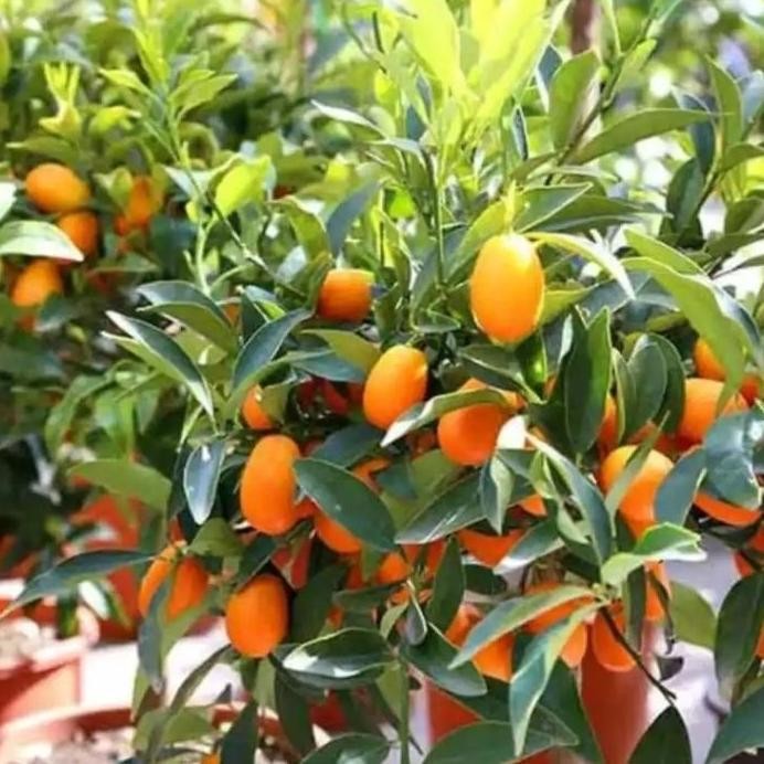 

fresh Bibit jeruk nagami berbuah / jeruk kimkit asli hasil okulasi
