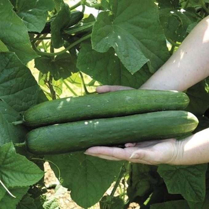 Bibit Benih Biji Timun Jepang / Kyuri - Biji Tanaman Timun Jepang -