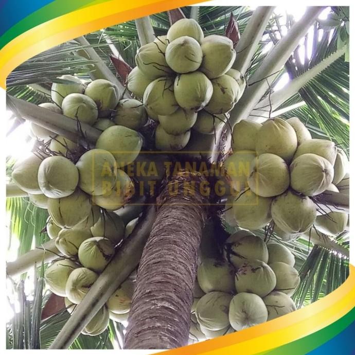 Bibit Kelapa Genjah Entok - Kelapa Entok Hijau Super Genjah OBRAALL