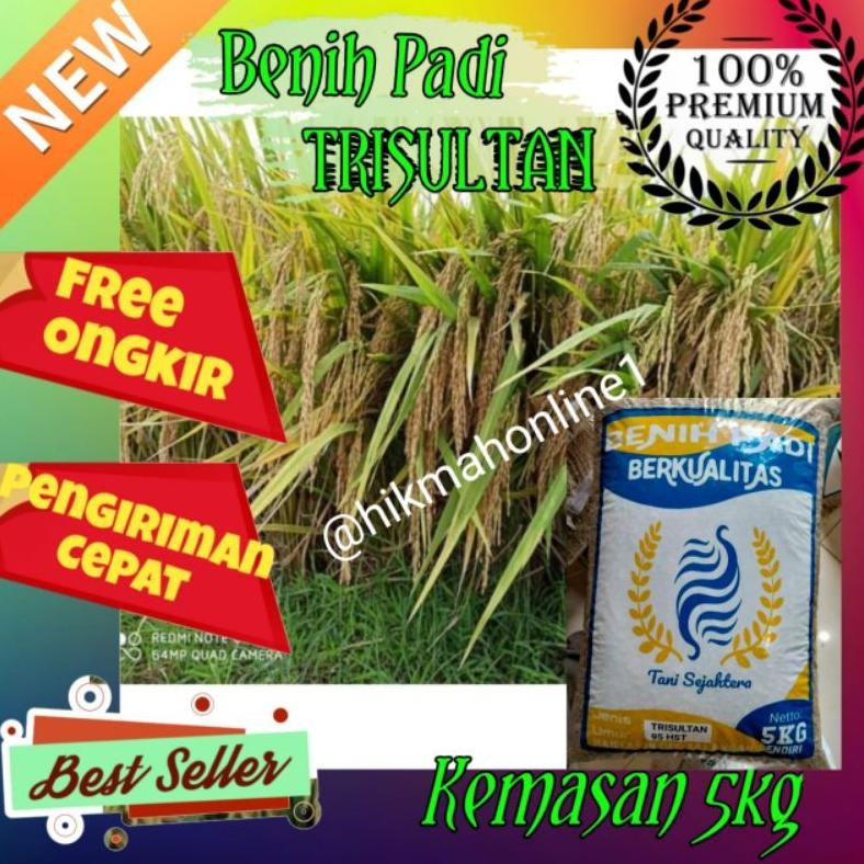 Benih bibit padi Trisultan Tri sultan unggul kemasan 5kg