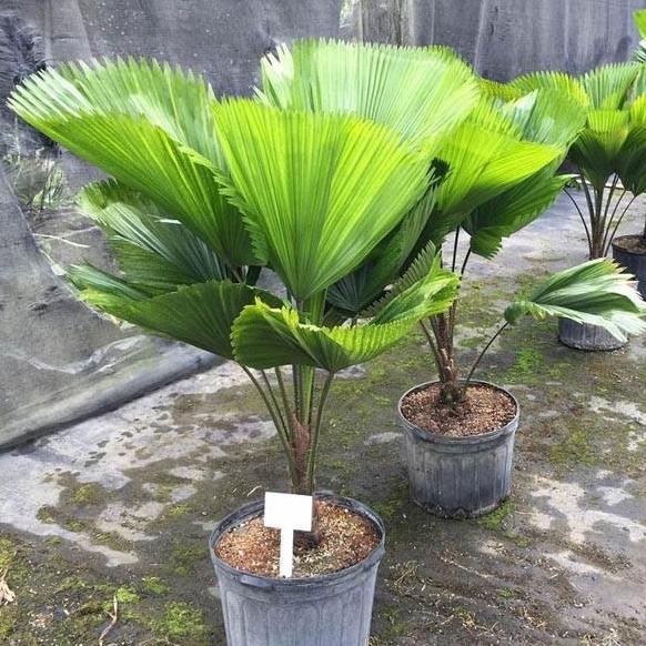 

Terlaris Palem Kol Kipas Besar - Siap Pajang Pohon Palem Kol Ready Stok