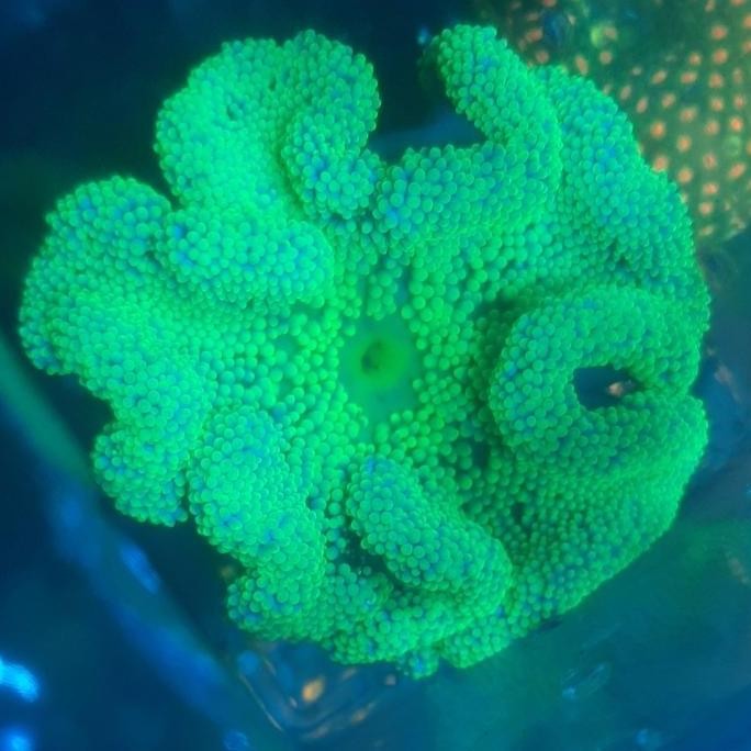 ANEMON KARPET HIJAU BIASA