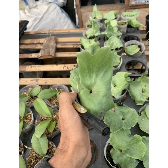 Terlaris Platycerium Tanduk Rusa Simbar Menjangan Wandae Set-28