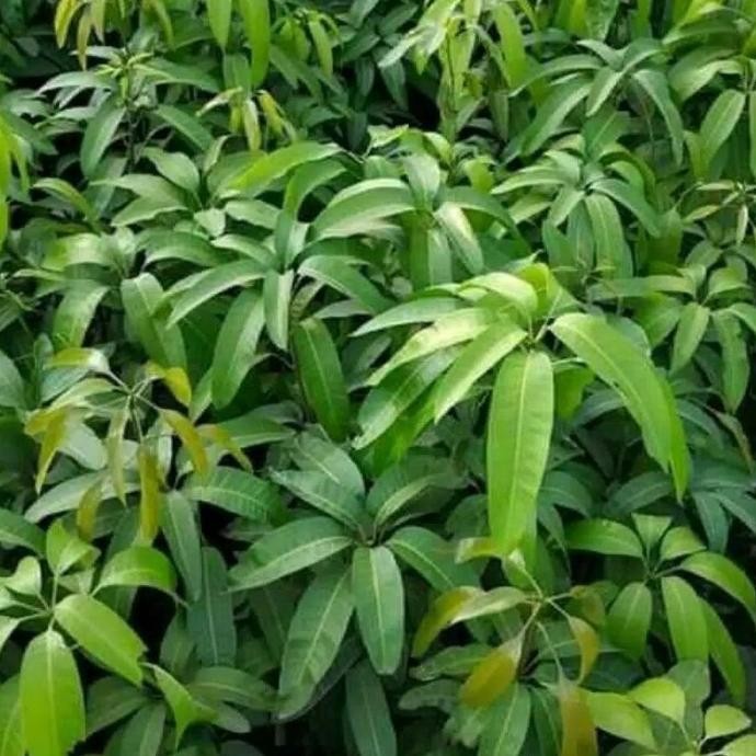 [Expert] bibit mangga Miyazaki / mangga impor jepang