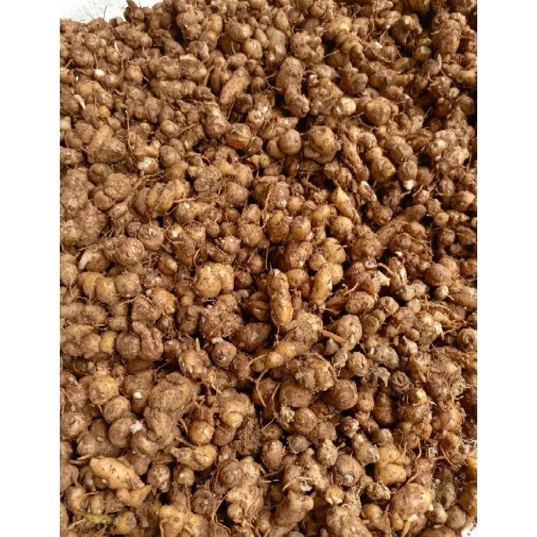 

( 5kg ) Kencur/Cikur Ciamis Wangi Enak Cocok untuk Semua Bumbu Maknan Terutama Seblak RB10