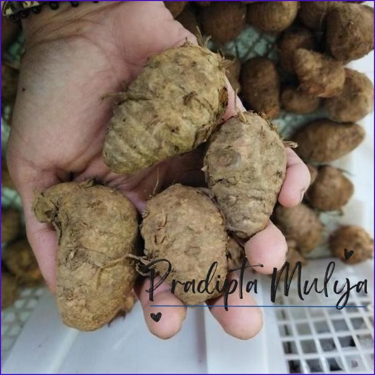 

New..!! Biang Kunyit 1Kg Segar Empu Kunyit Spices