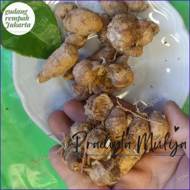 

Cuci Gudang..!! Kencur Segar 1 Kg