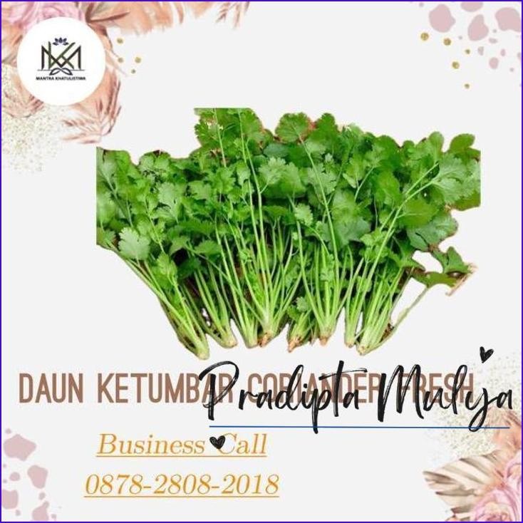

Langsung Gas.! Daun Ketumbar Segar