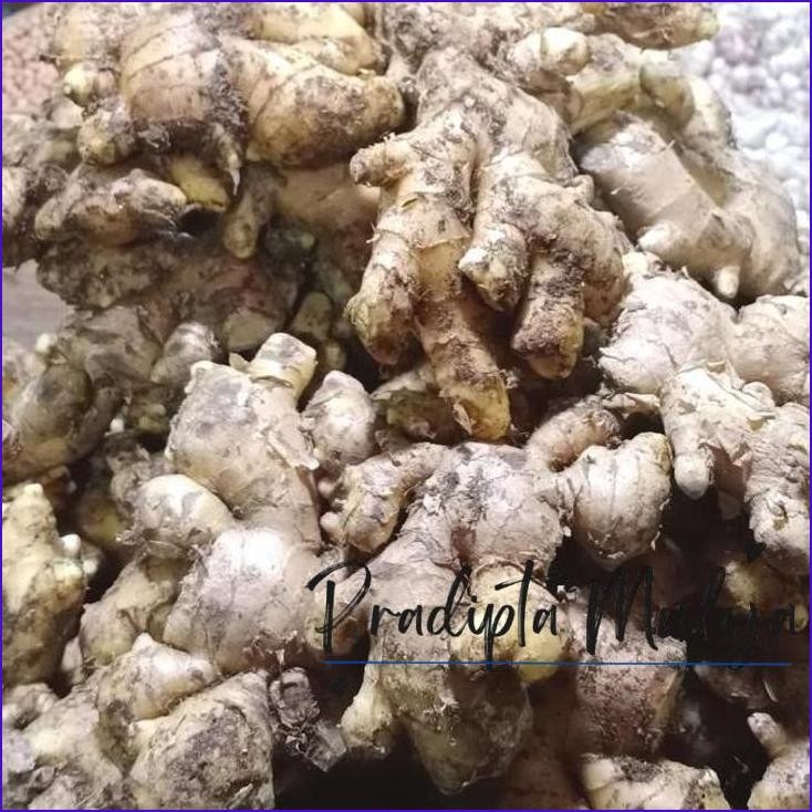 

Buruan,.!! Jahe Putih Besar Fresh 1 Kg