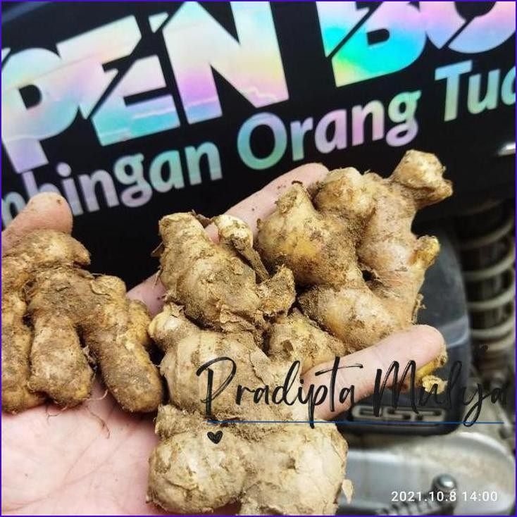 

Langsung Gas.! Jahe Gajah Segar 1/2Kg Jahe Putih